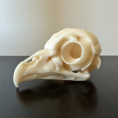 crânio de coruja barrada